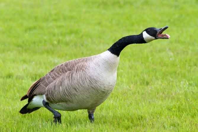 Goose